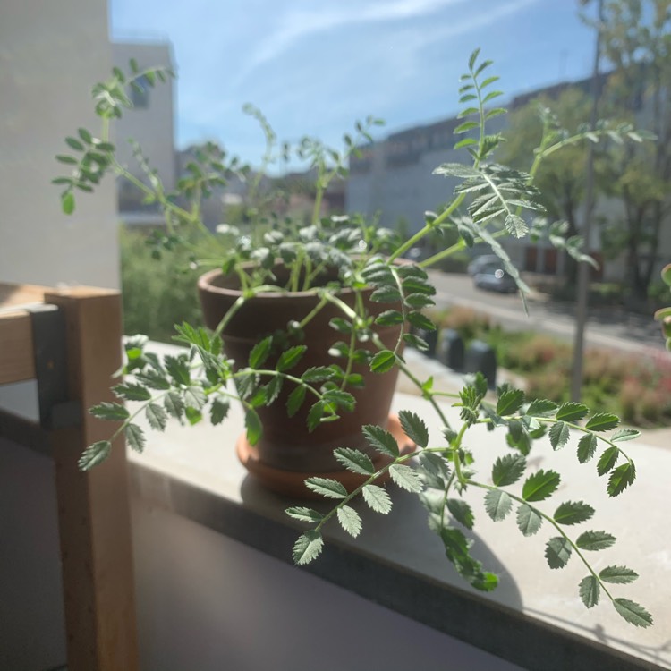 plant image 1291480