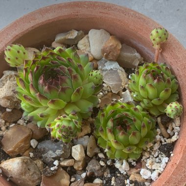 Sempervivum 'Calcareum'