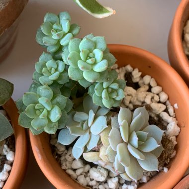 Indira's garden