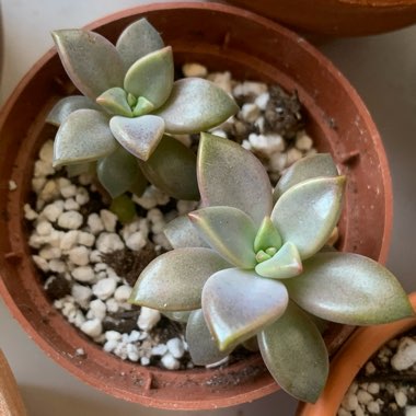 Indira's garden