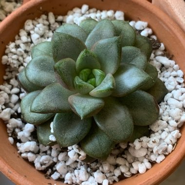 Graptoveria 'Amethorum'