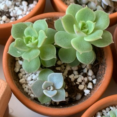 Indira's garden