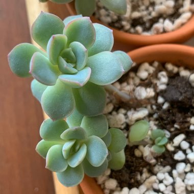Indira's garden