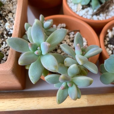 Indira's garden