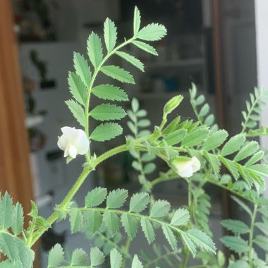 Chickpea