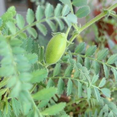 Chickpea
