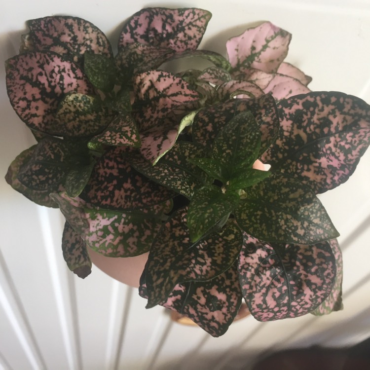 plant image 823407 plant image 823407