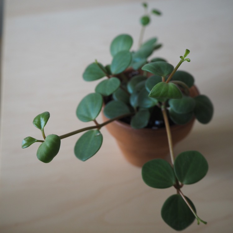 plant image 826380 plant image 826380