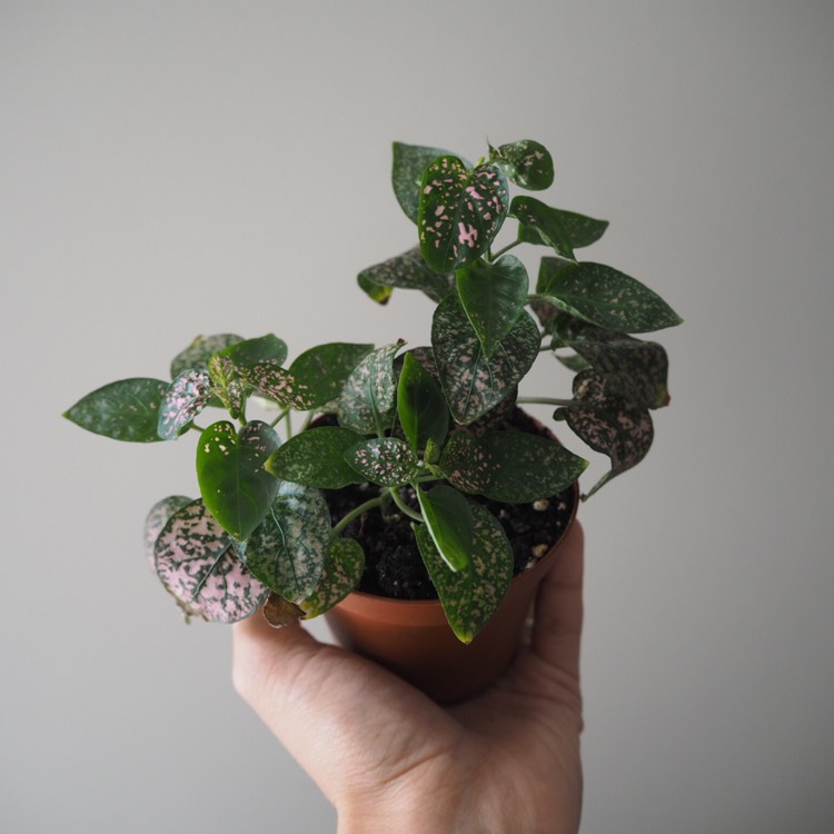 plant image 853289 plant image 853289