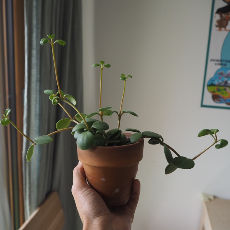 plant image 853295 plant image 853295