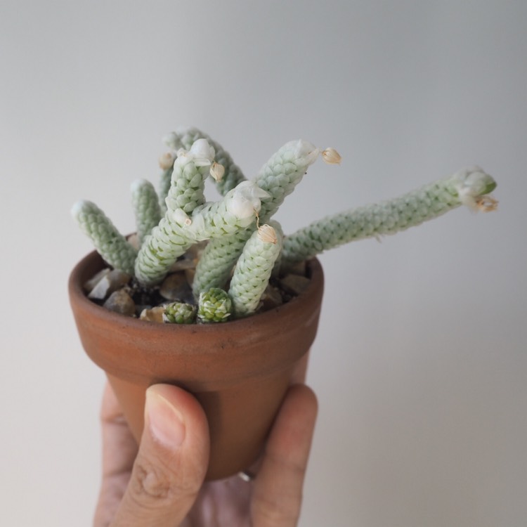 plant image 862334 plant image 862334