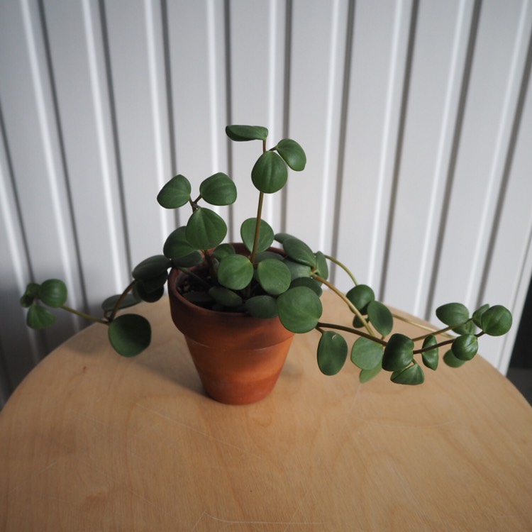 plant image 896068 plant image 896068