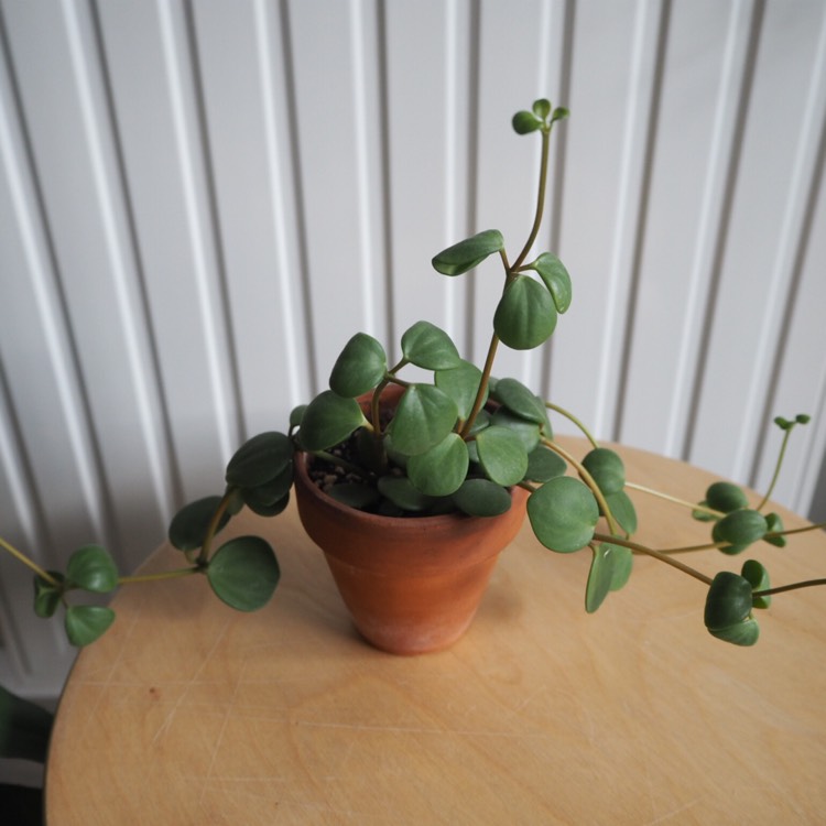 plant image 921735 plant image 921735