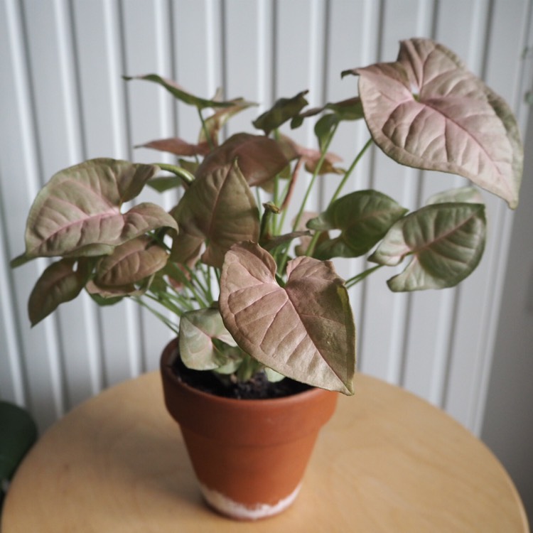 plant image 921784 plant image 921784