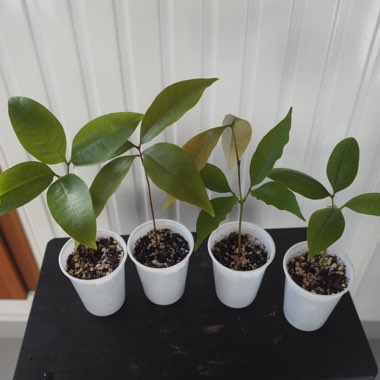 Litchi chinensis