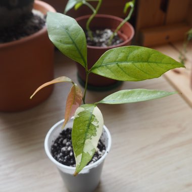 Litchi chinensis