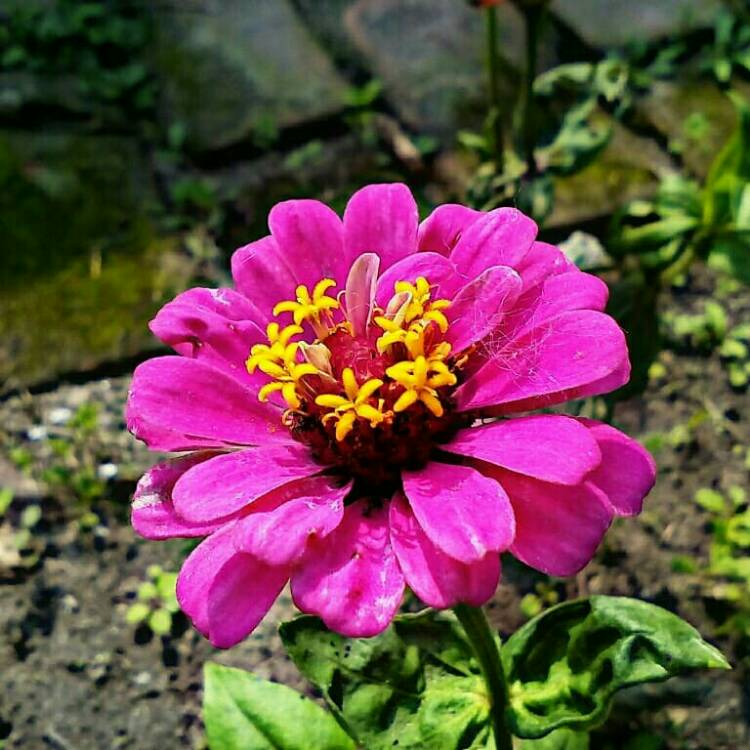 Plant image Zinnia elegans 'Purple Prince'