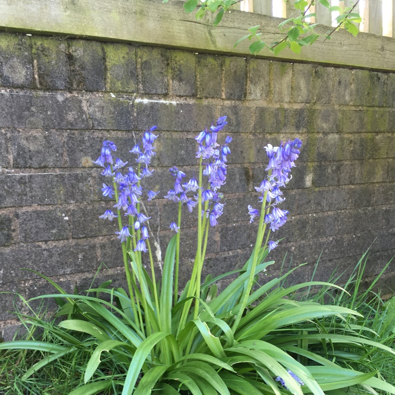 plant image 99950