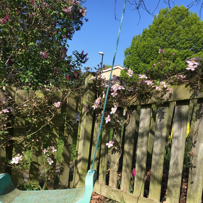 Inds's garden