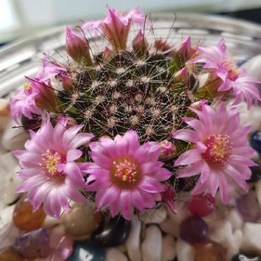 Mammillaria zeilmanniana