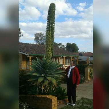 Agave attenuata