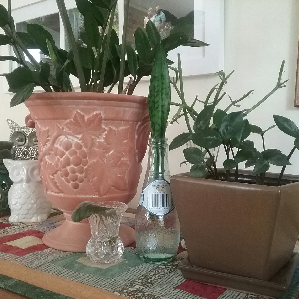 Zamioculcas zamiifolia