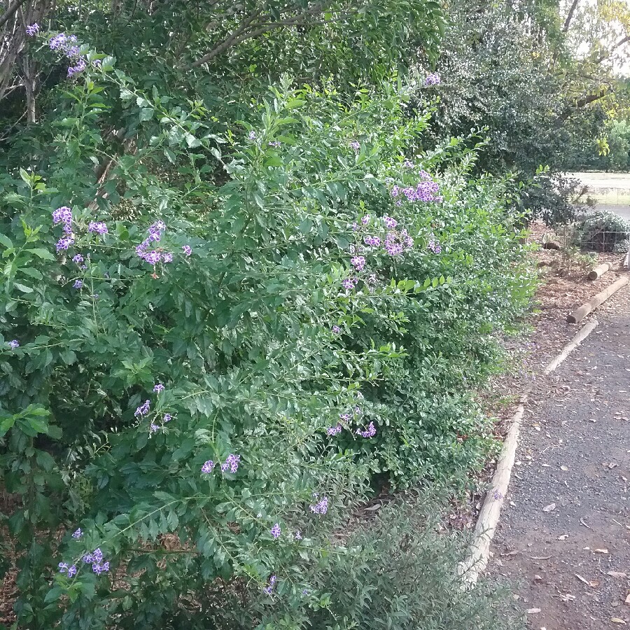 Duranta repens 'Geisha Girl'