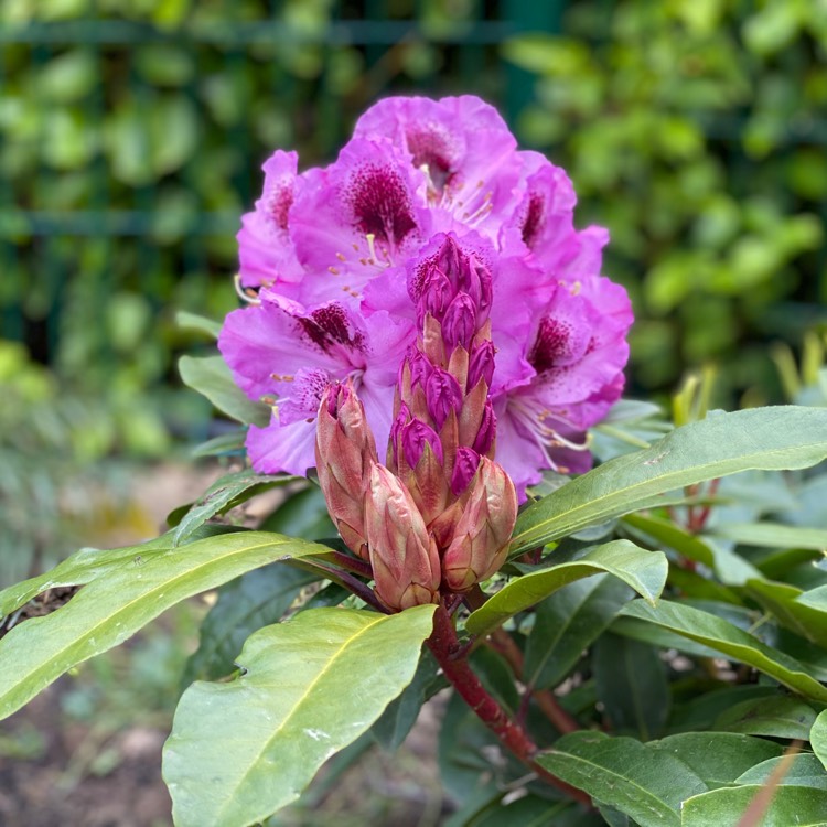 plant image 1291091