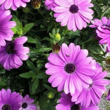 Inger's garden