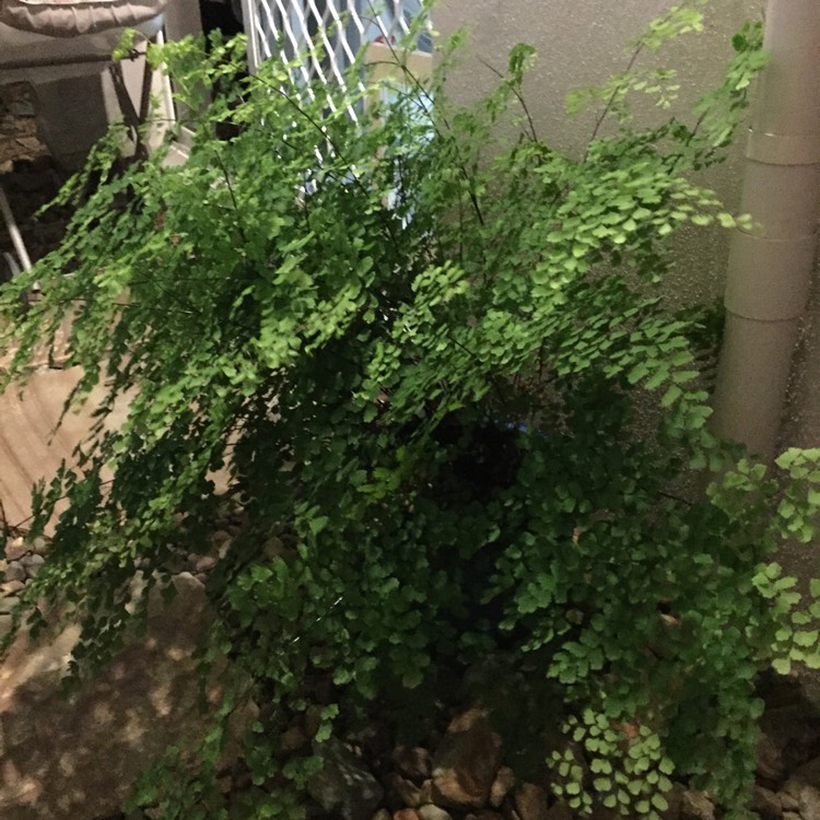 Plant image Adiantum hispidum