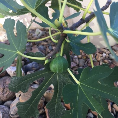 Fig 'Brown Turkey'