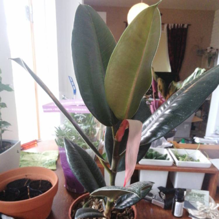 plant image 1324777