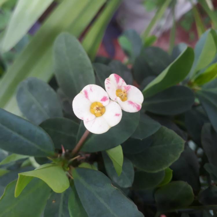 plant image 1159644