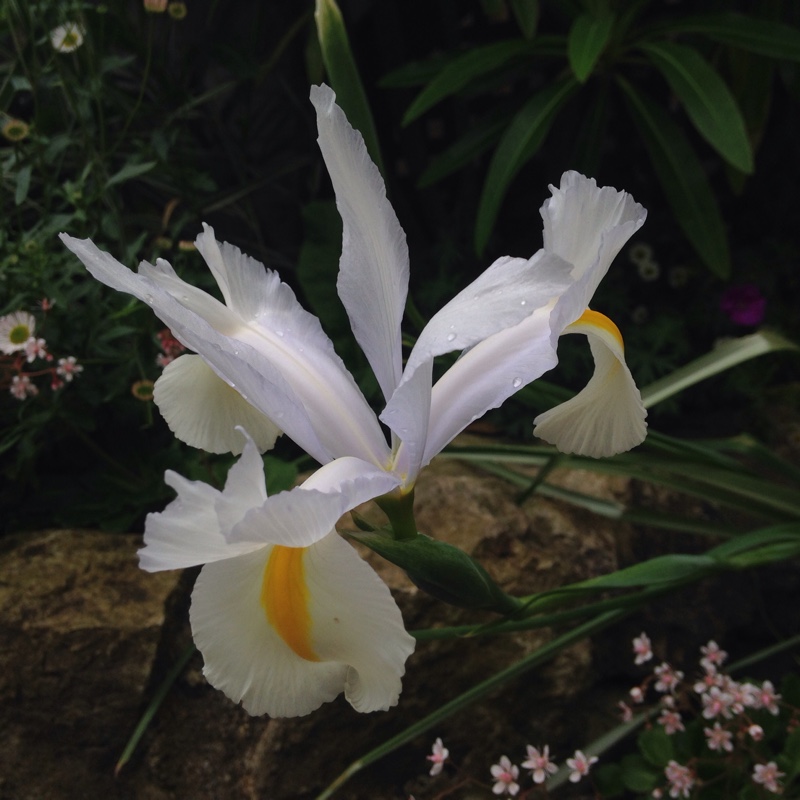 plant image 100573