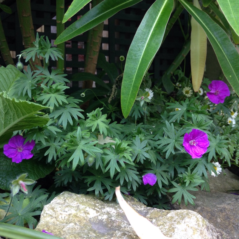plant image 109708 plant image 109708