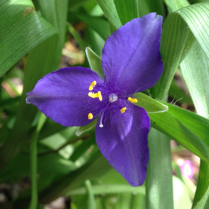 Plant image Tradescantia (Andersoniana Group) 'Purple Dome'