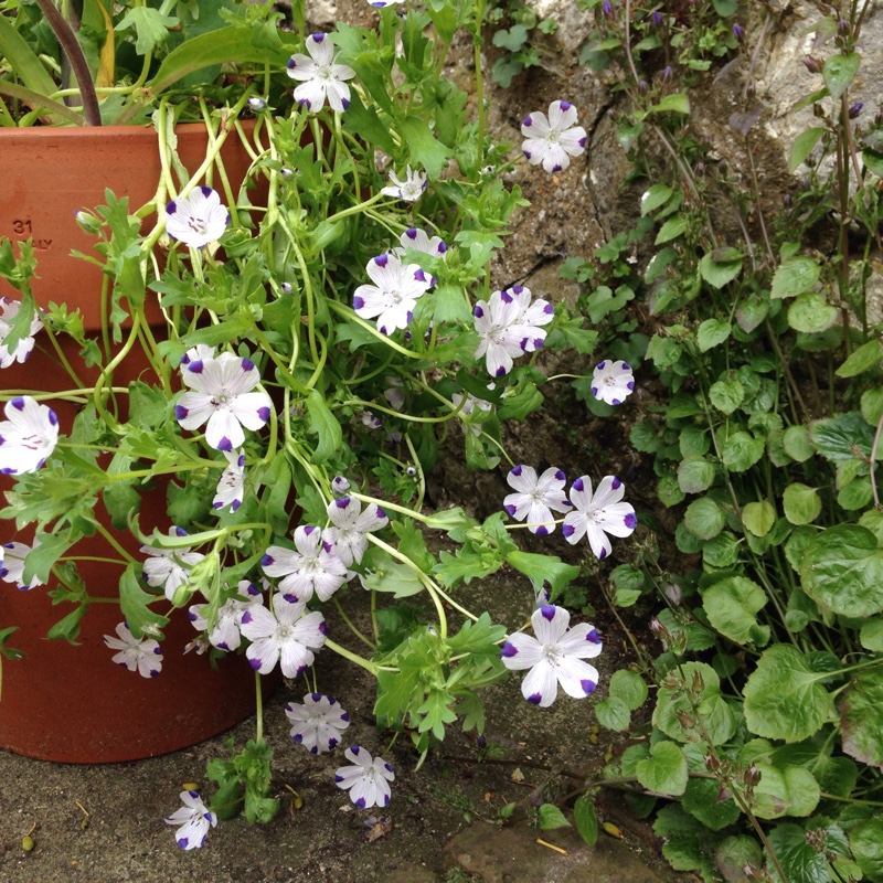 Nemophila Maculata Fivespot Uploaded By Inlove