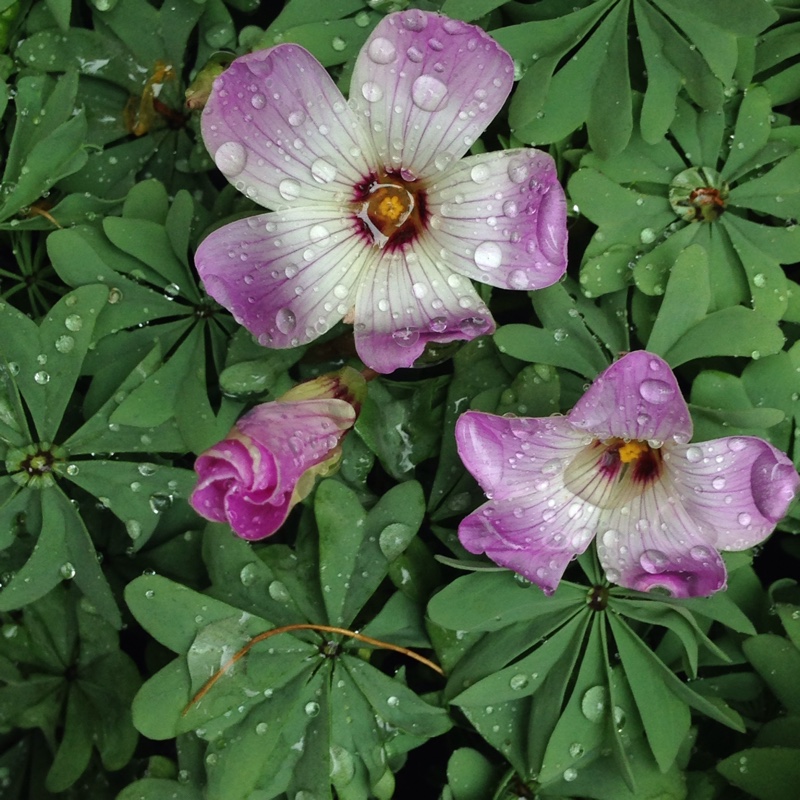 plant image 115583 plant image 115583