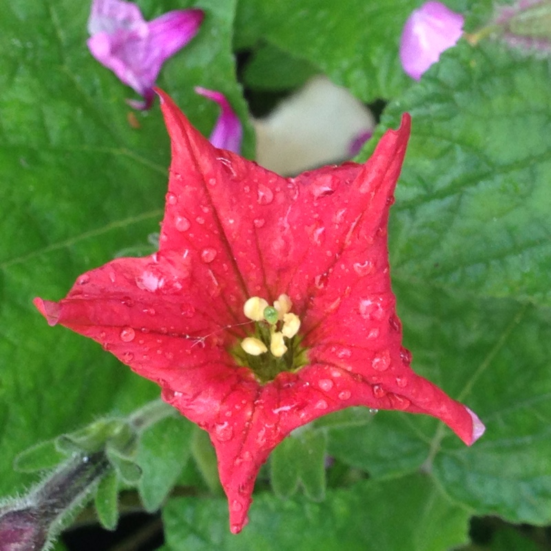 Petunia Exserta