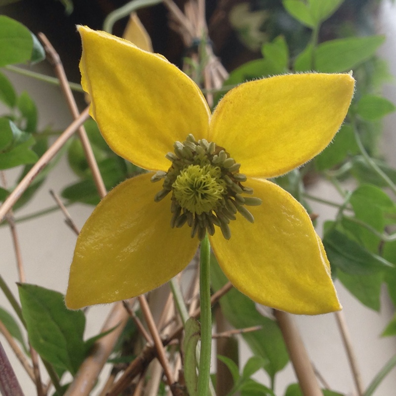 plant image 122969