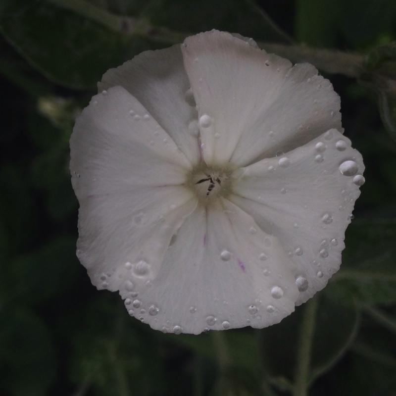 Plant image Lychnis coronaria 'Alba'