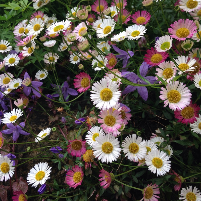 plant image 127972 plant image 127972