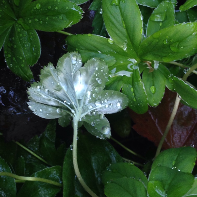 plant image 129126