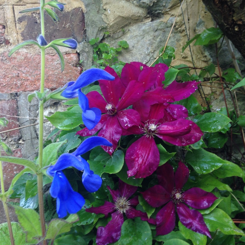 plant image 137637