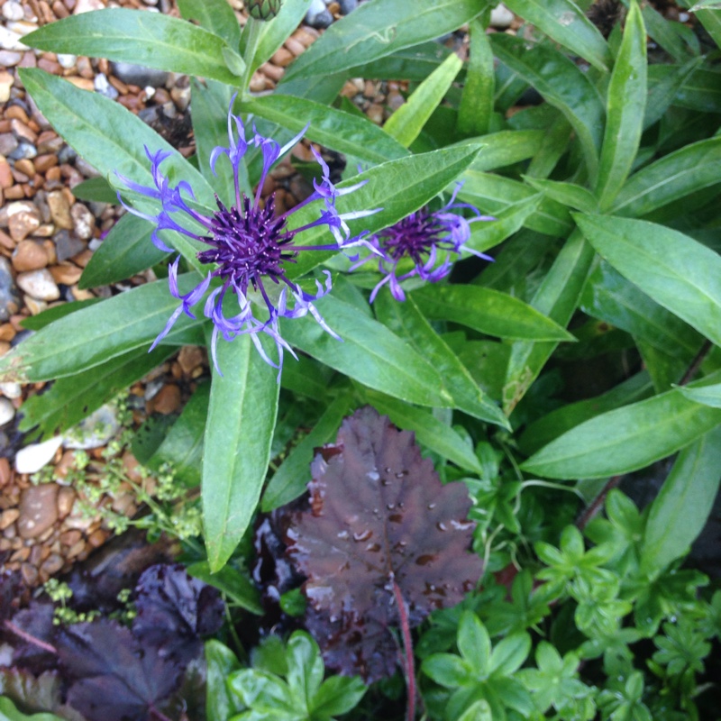 plant image 137688 plant image 137688