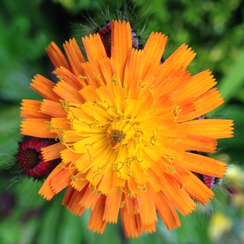 Plant image Pilosella aurantiaca