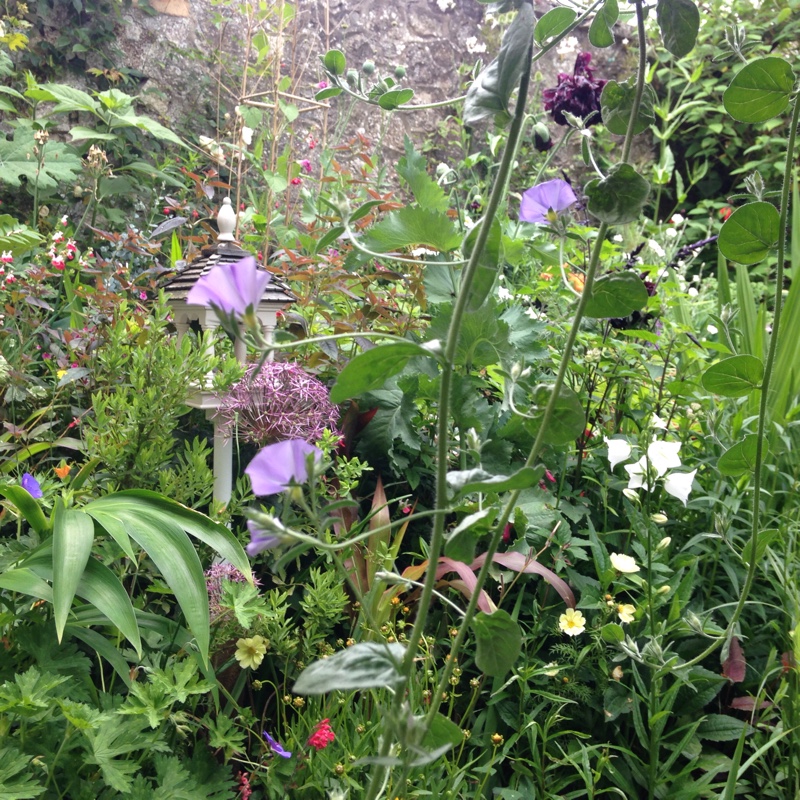 plant image 139248