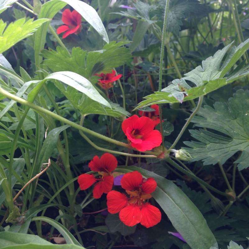 plant image 141081