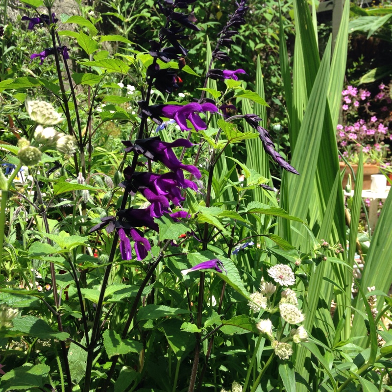 plant image 146544