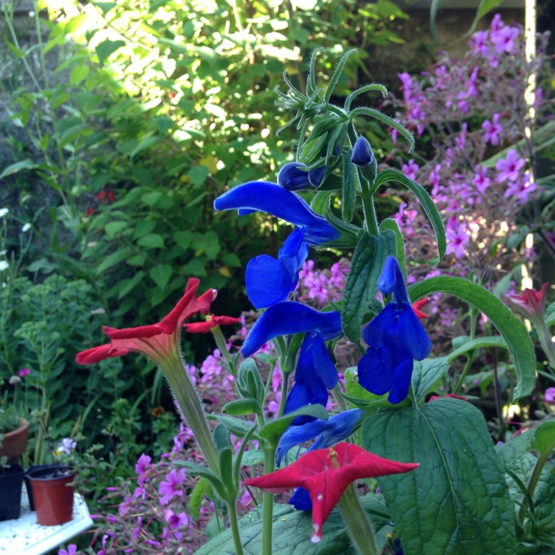 Plant image Salvia patens 'Guanajuato'